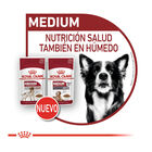 Royal Canin Adult +10 Medium saqueta em molho para cães - Pack 6, , large image number null